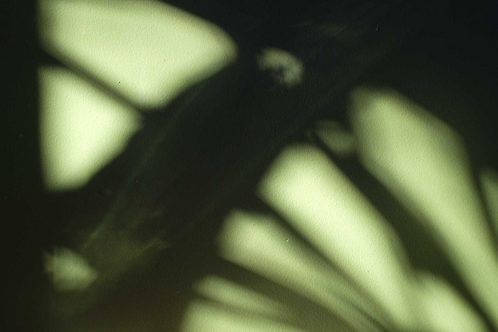 Sunlight casting the soft shadow of a palm leaf across a sage-green wall