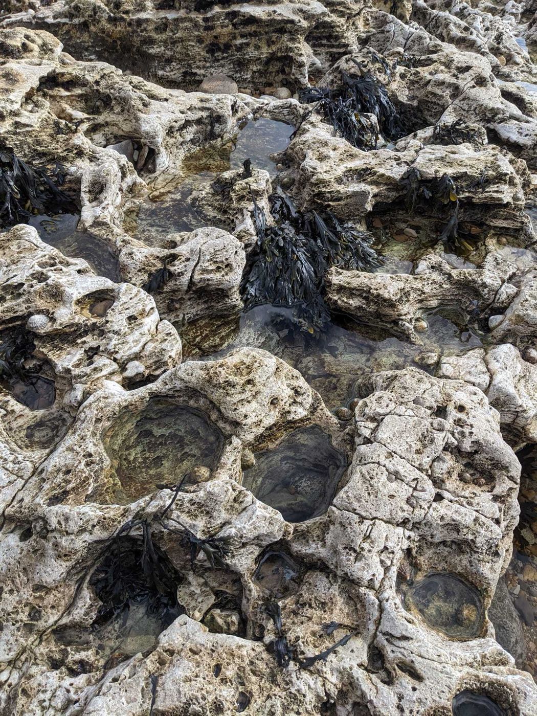 Limestone worn into hollows and small rock pools, with dark seaweed