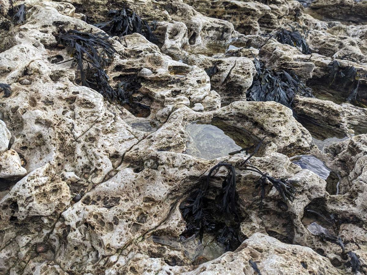 Limestone shore worn into hollows and rock pools by the sea, with dark seaweed