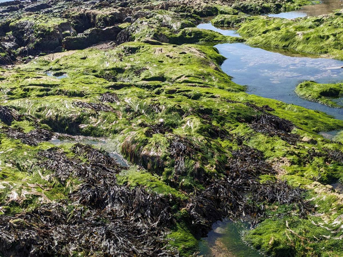 Still rock pools among bright green seaweed on the shore at low tide