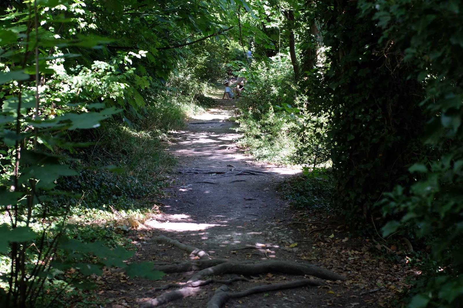 A dappled footpath winding through green woodland